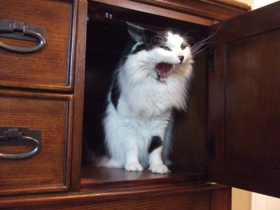 Yawning Cat Number 165